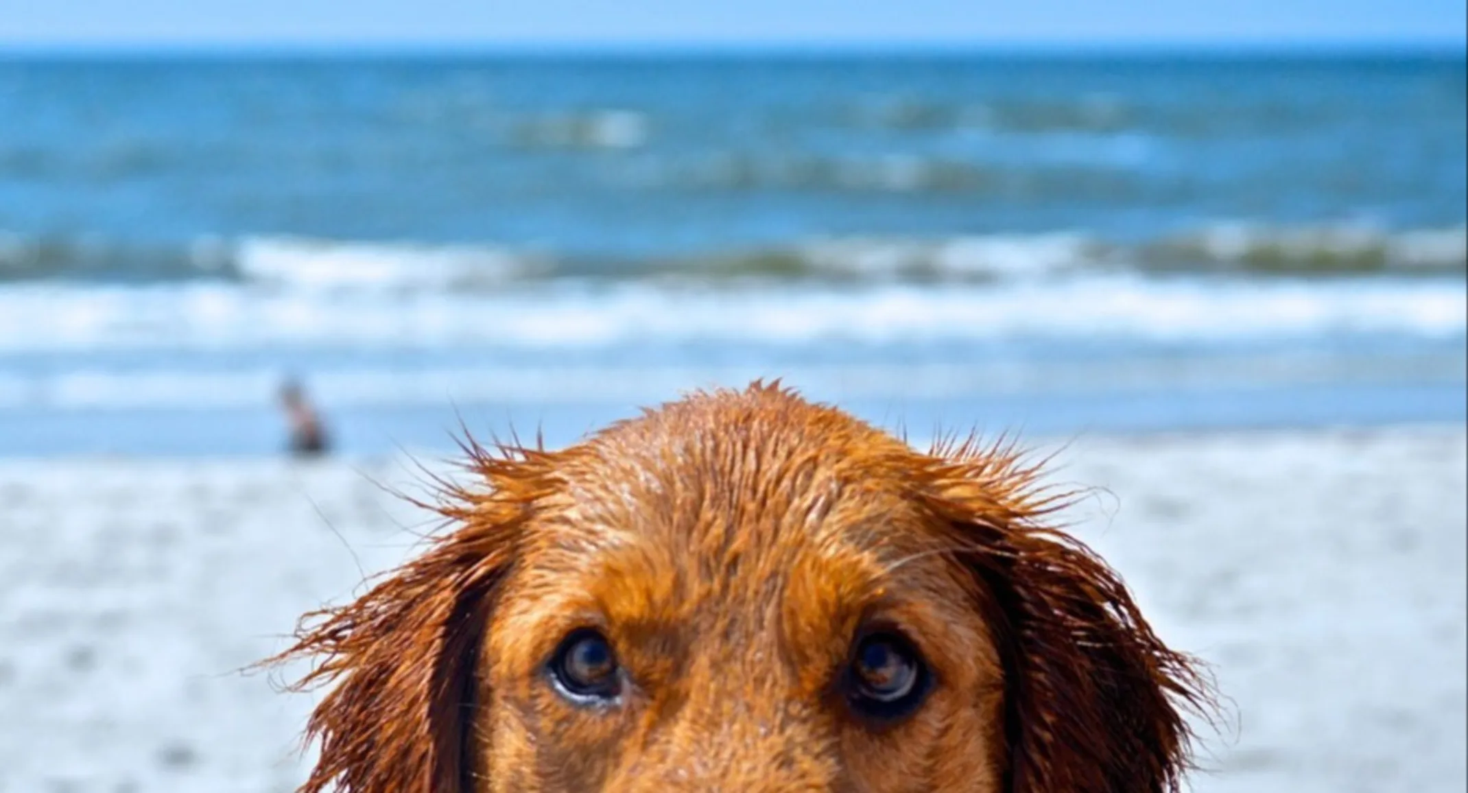 Extreme close up of a wet dog's face on the beach Extreme close up of a wet dog's face on the beach
