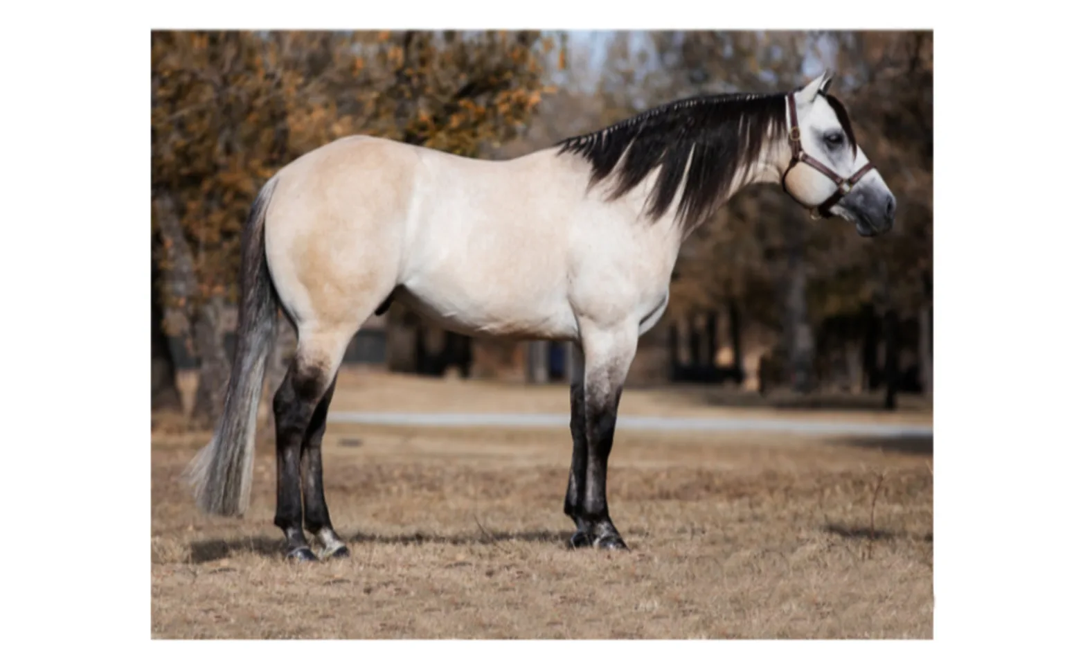 CT SHOW ME YOUR GUNS CT Show me your Guns (horse) standing on a field