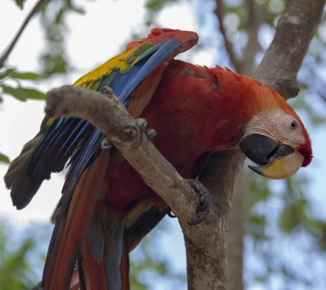Parrot in a branch looking down Parrot in a branch looking down