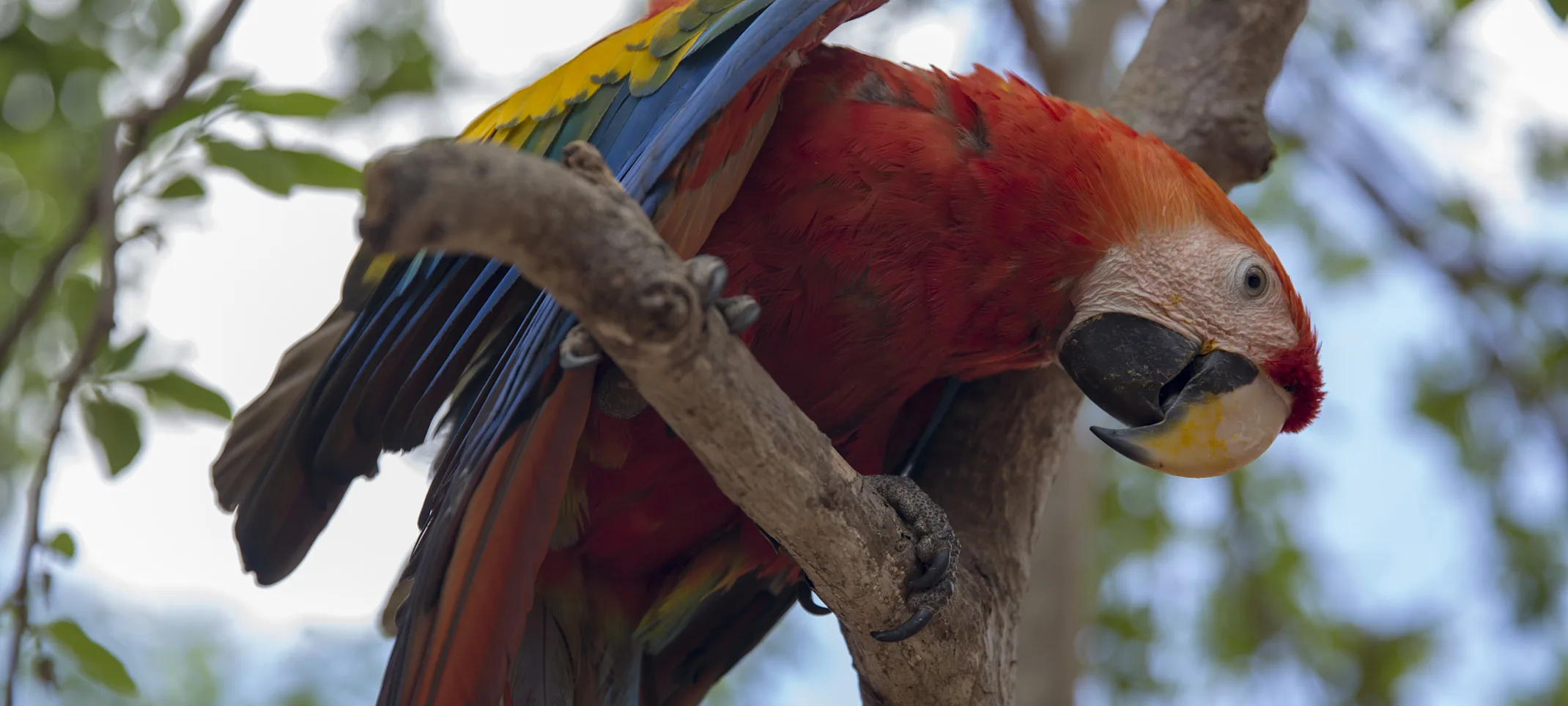 Parrot in a branch looking down