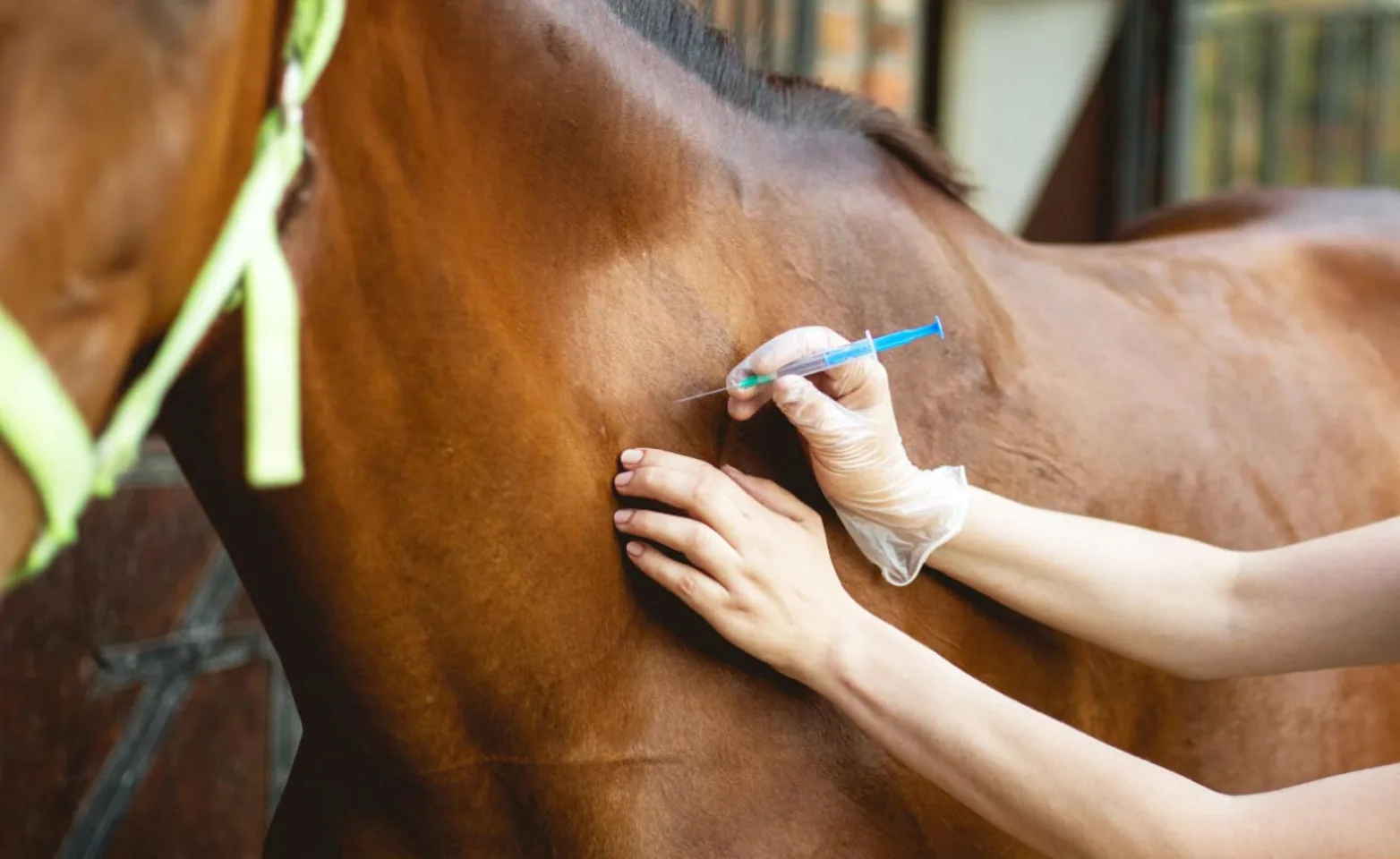Brown horse receiving an injection from a Veterinarian