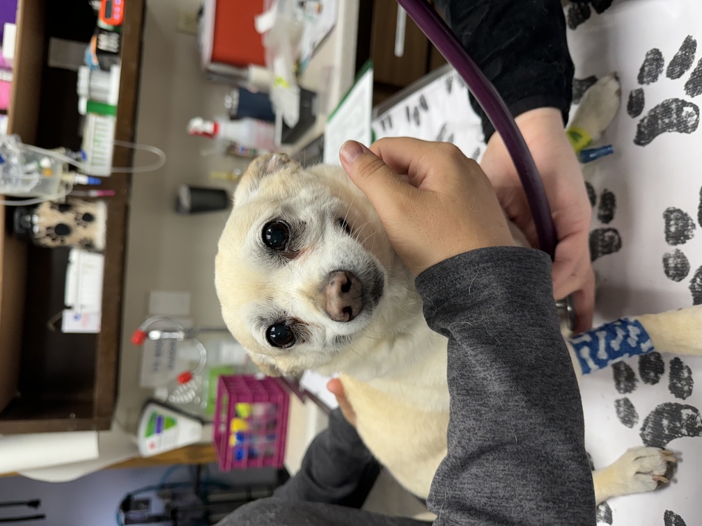 Small Dog Getting Examined