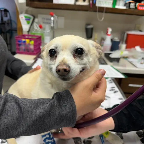 Small Dog Getting Examined Small Dog Getting Examined