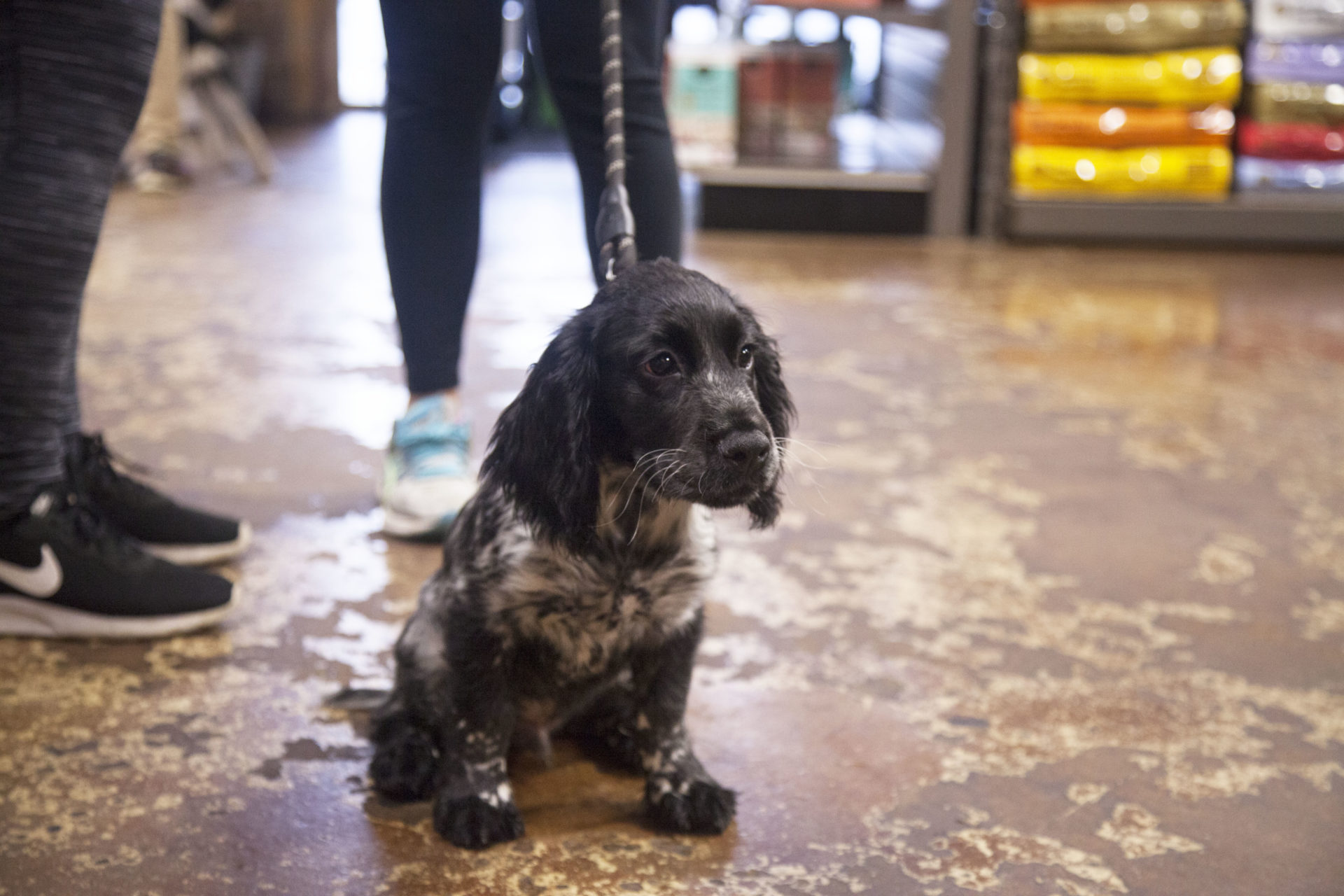 Doguroo Puppy Training