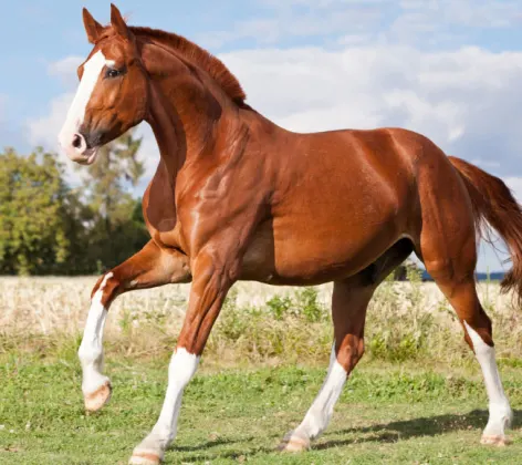 Brown horse with white socks standing in a rural field setting