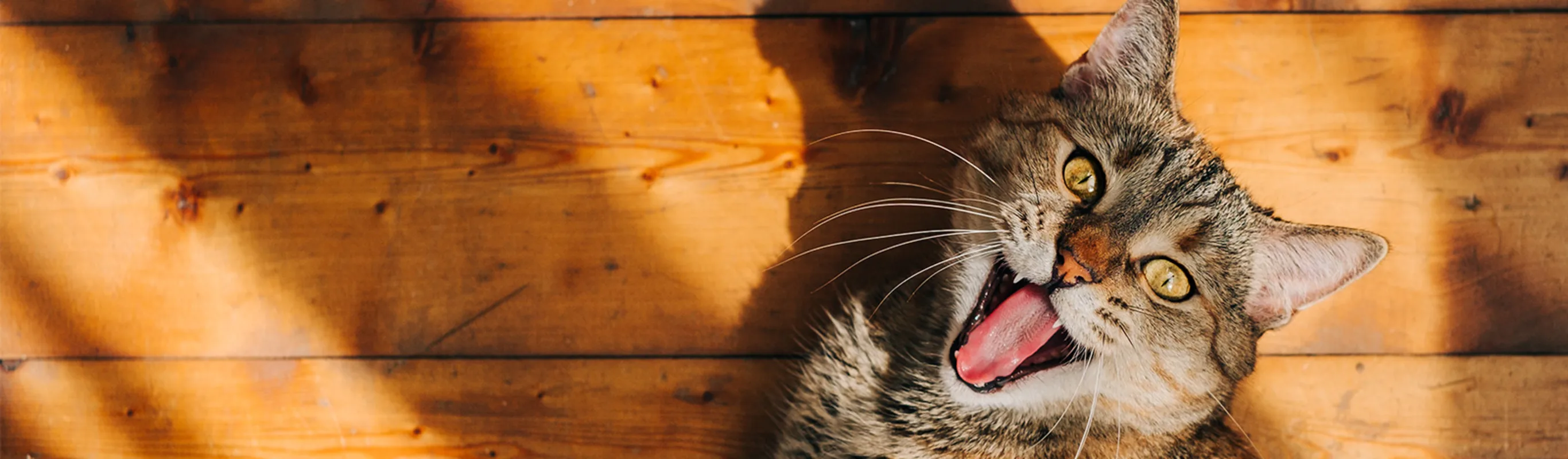 Cat in sunshine Cat in sunshine