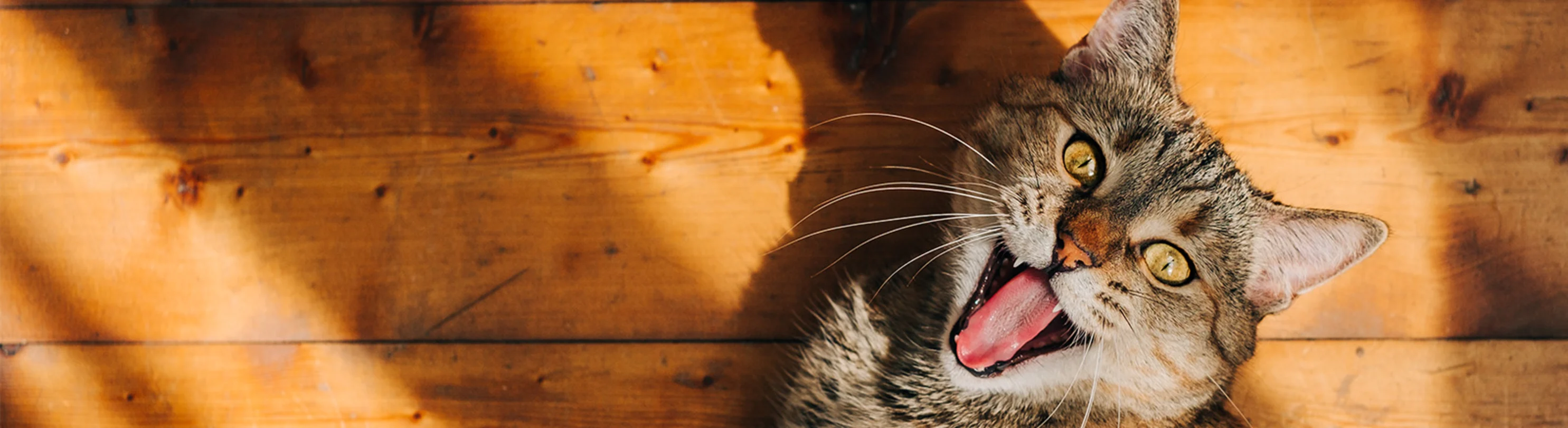 Cat in sunshine Cat in sunshine