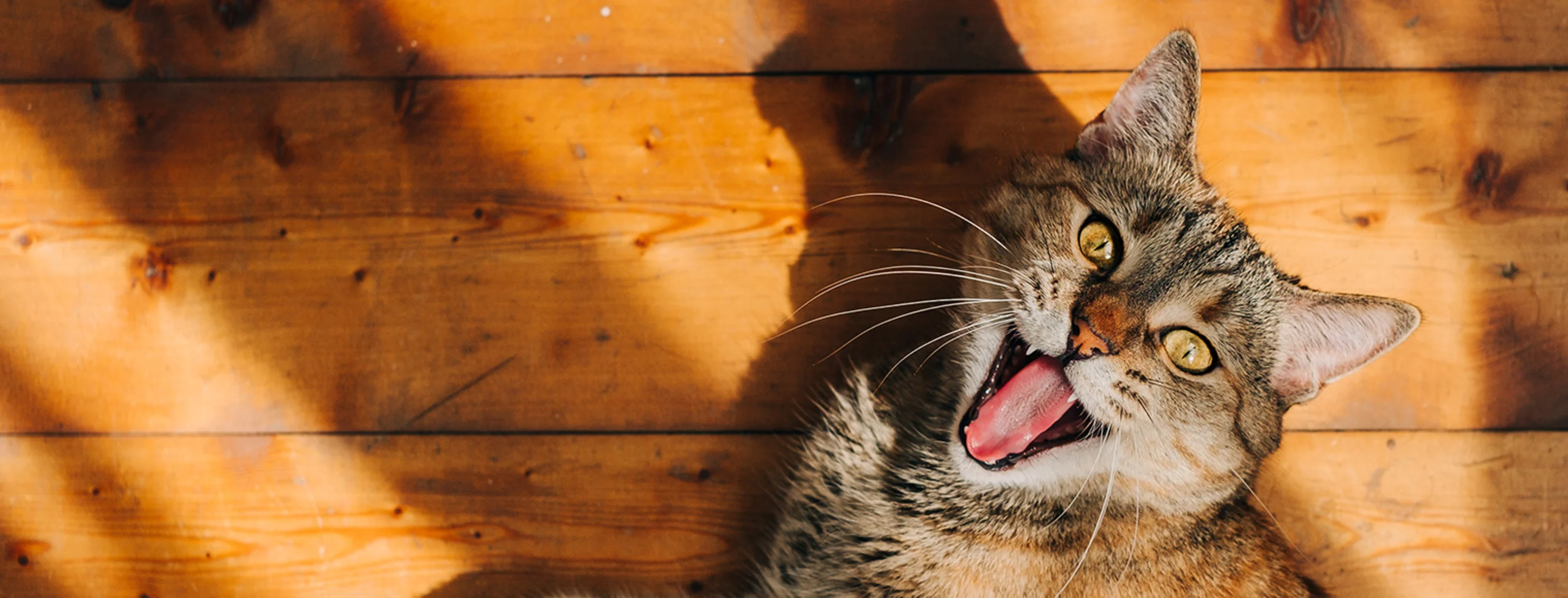 Cat in sunshine Cat in sunshine