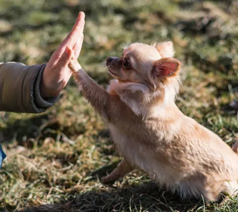 Owner Giving a Small Dog a High-Five Owner Giving a Small Dog a High-Five
