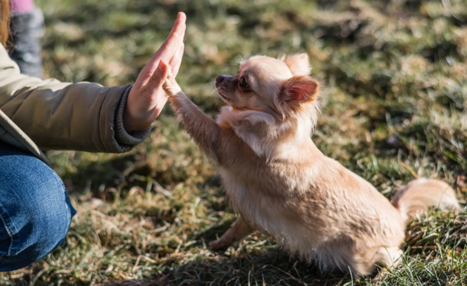 Owner Giving a Small Dog a High-Five