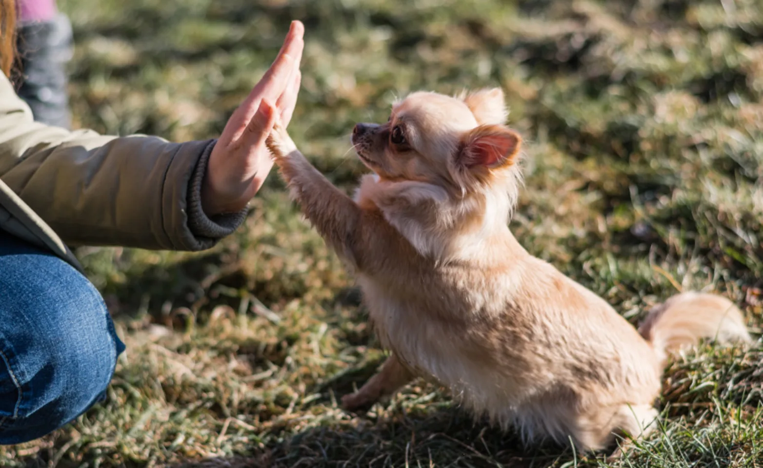 Owner Giving a Small Dog a High-Five Owner Giving a Small Dog a High-Five