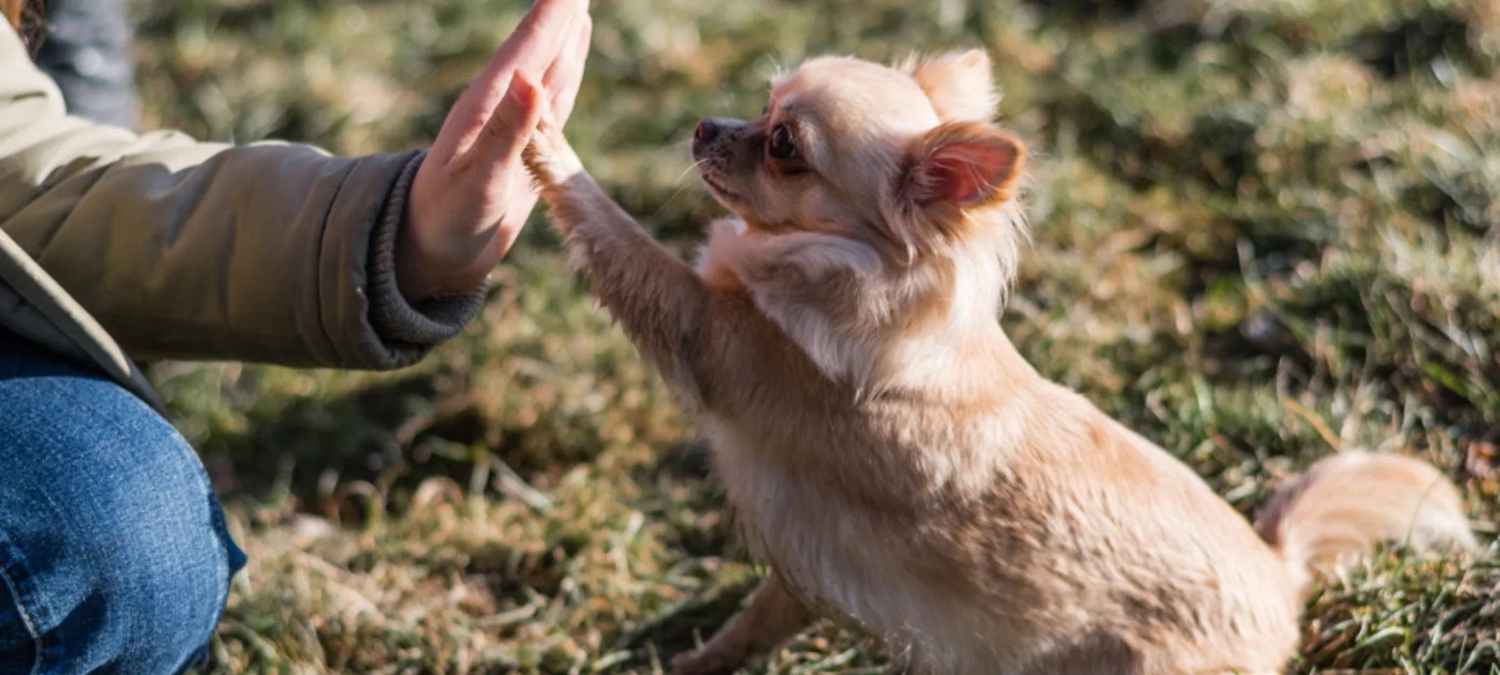 Owner Giving a Small Dog a High-Five Owner Giving a Small Dog a High-Five