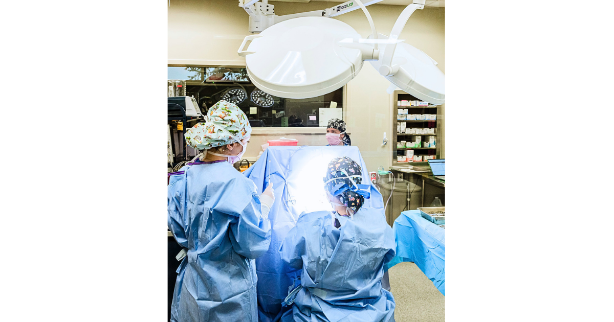 Team members conducting a surgical procedure on a pet