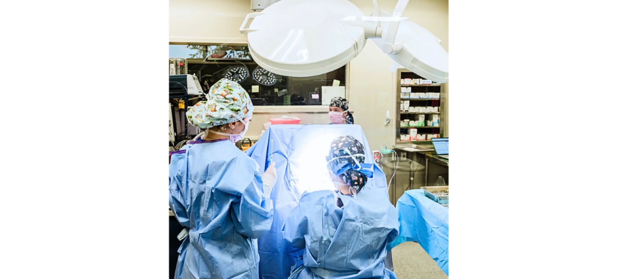 Team members conducting a surgical procedure on a pet Team members conducting a surgical procedure on a pet