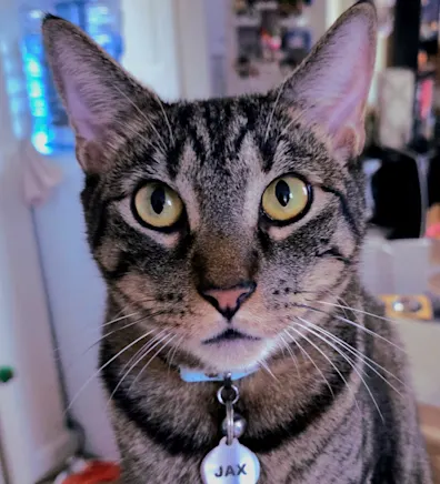 Jax Hookey (Cat) Jax Hookey (Cat)
