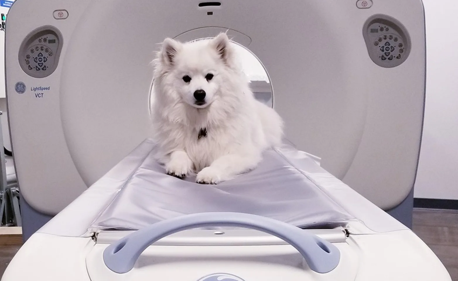 Dog in CT machine Dog in CT machine