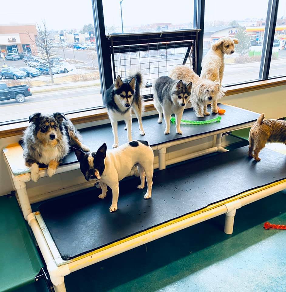 Dogs at Dog Daycare at Bowhaus