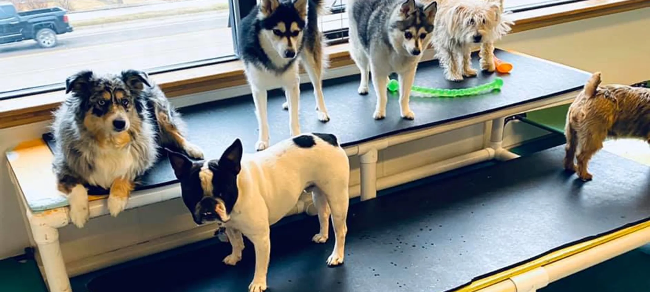 Dogs at Dog Daycare at Bowhaus Dogs at Dog Daycare at Bowhaus