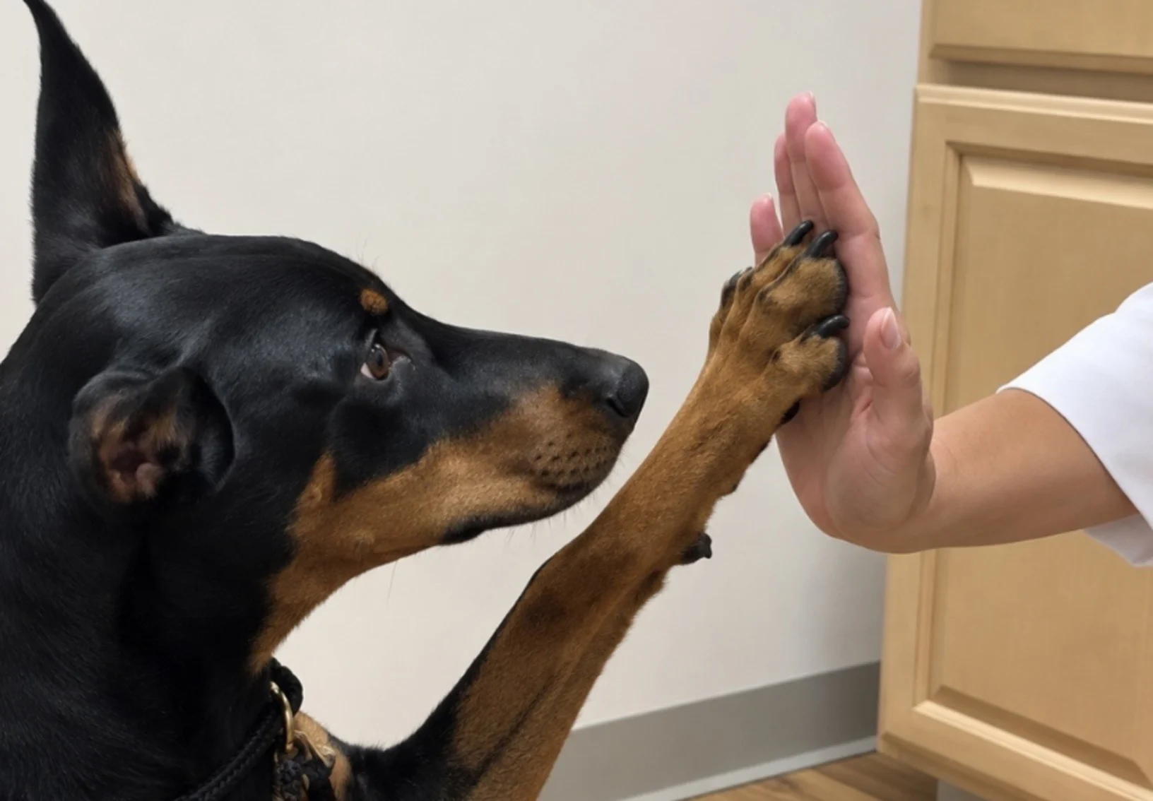 Dog Giving Staff a High-Five Dog Giving Staff a High-Five