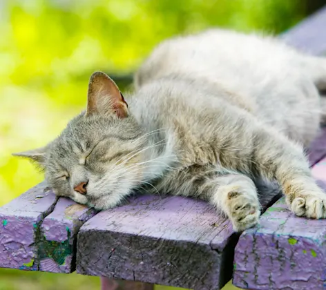 Grey senior tabby cat is sleeping on top of a park table bench.