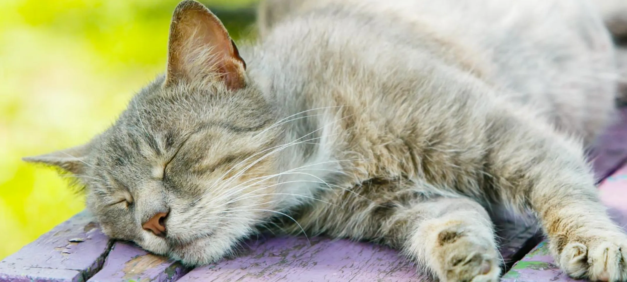 Grey senior tabby cat is sleeping on top of a park table bench. Grey senior tabby cat is sleeping on top of a park table bench.