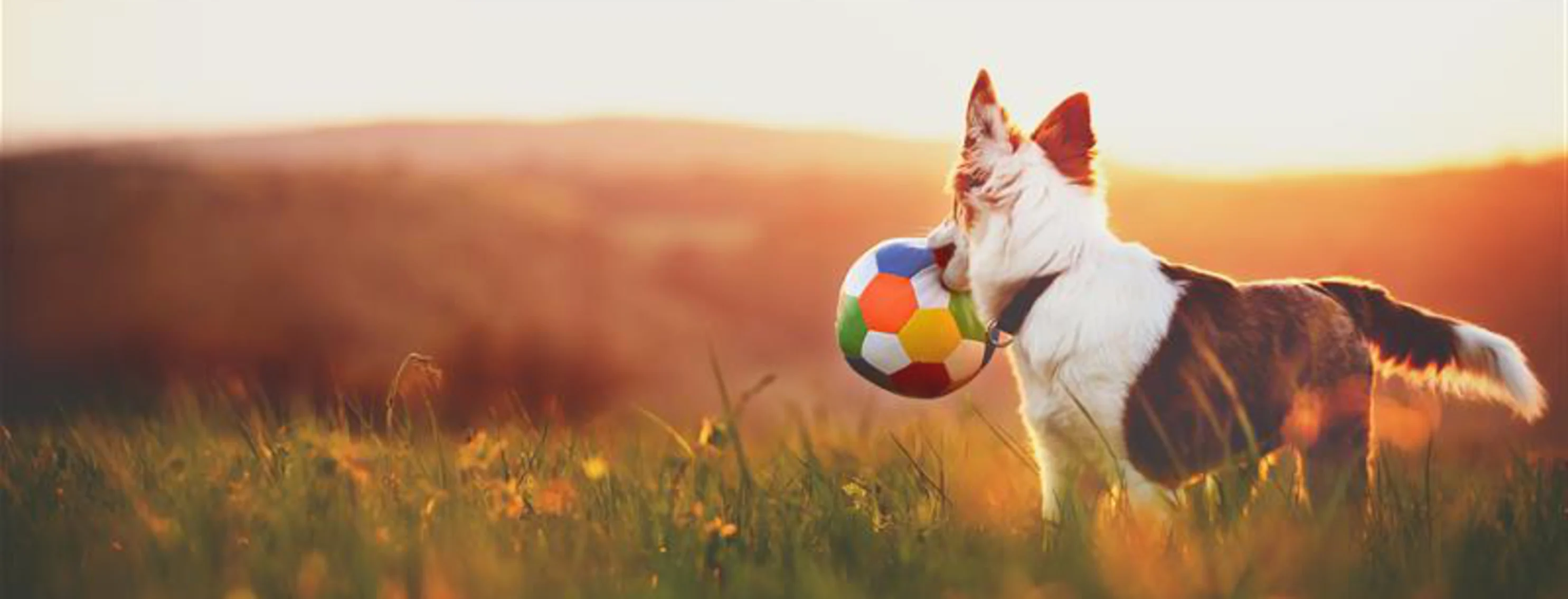 Dog holding a ball in it's mouth overlooking a sunset. Dog holding a ball in it's mouth overlooking a sunset.