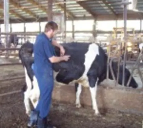 Large animal veterinary care in St. Peter, MN Large animal veterinary care in St. Peter, MN