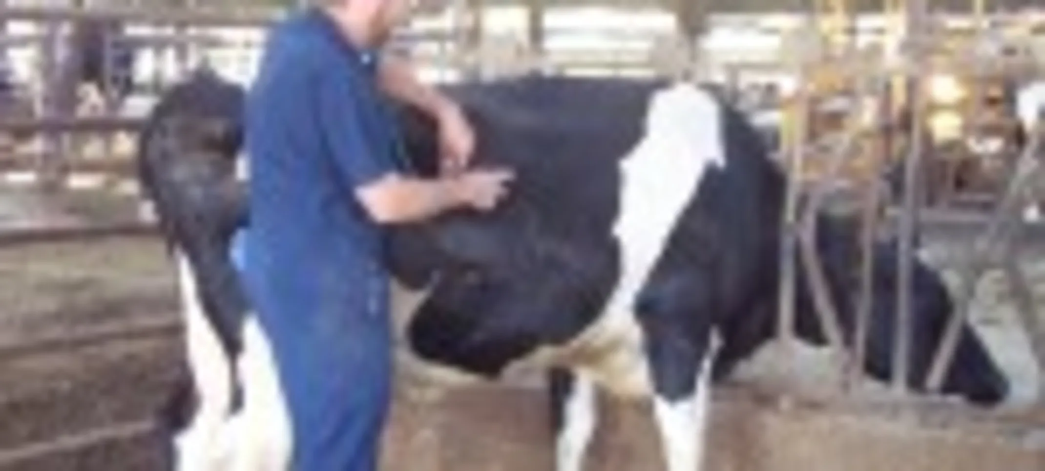Large animal veterinary care in St. Peter, MN Large animal veterinary care in St. Peter, MN