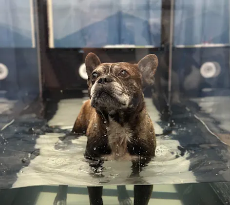 A dog receiving weight management treatment A dog receiving weight management treatment