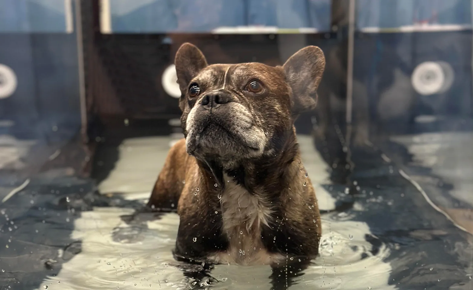 A dog receiving weight management treatment A dog receiving weight management treatment