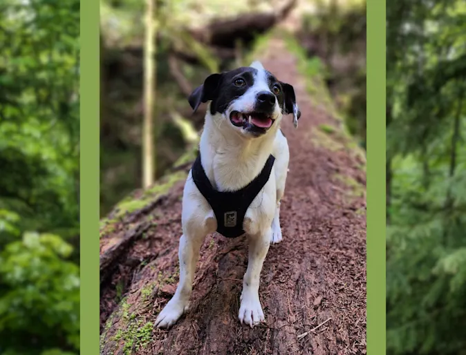 Lewis (Dog) Lewis (Dog)