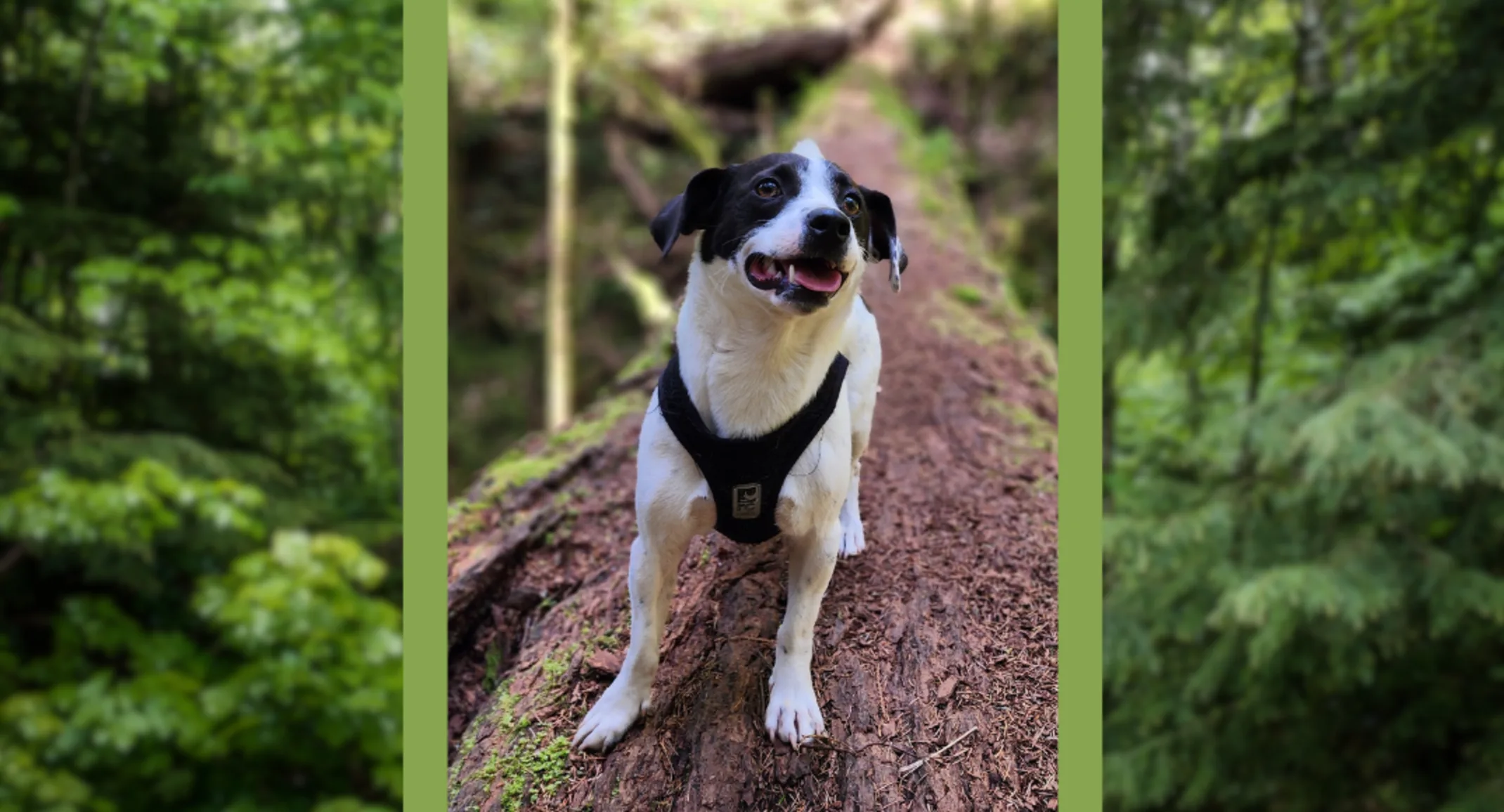 Lewis (Dog) Lewis (Dog)