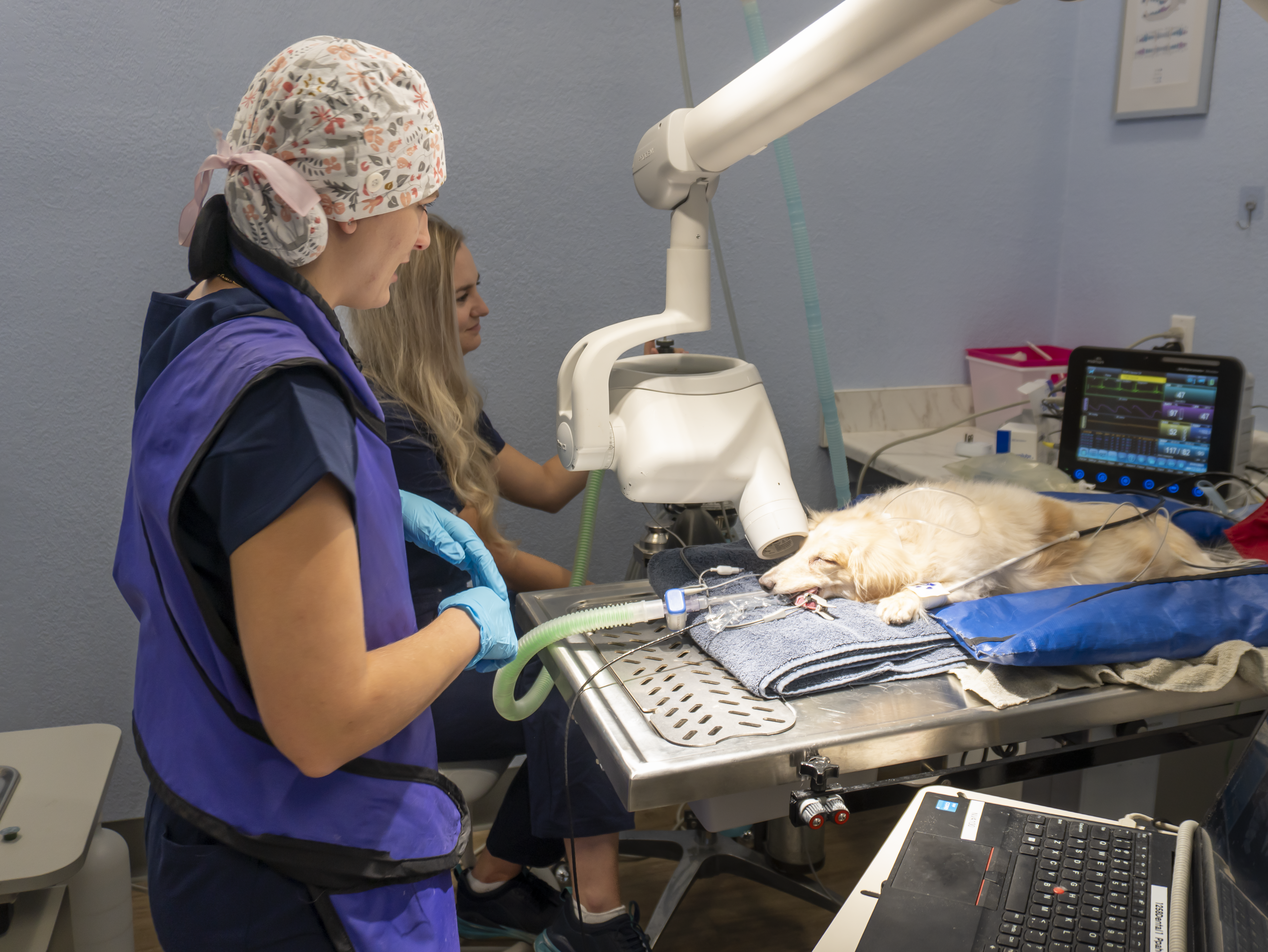 Our Veterinarians Caring for a Patient