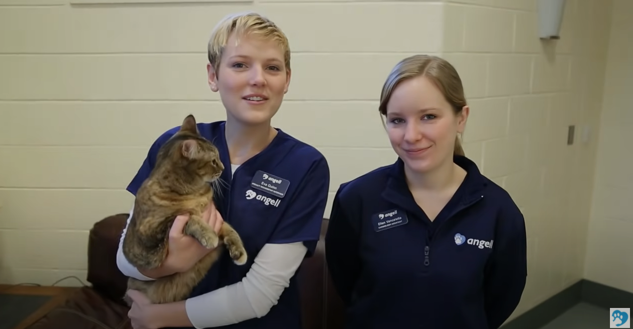 Two veterinary staff with a cat
