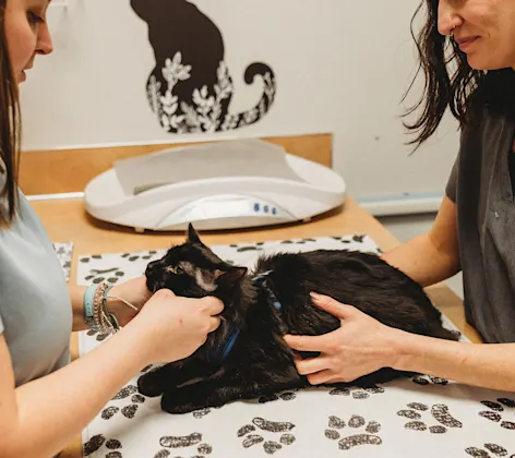 A black cat being examined A black cat being examined
