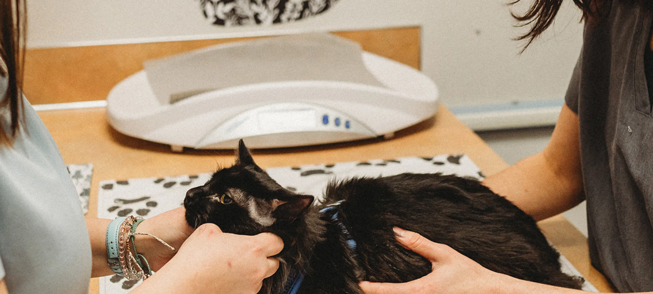 A black cat being examined A black cat being examined