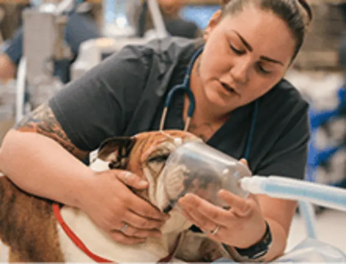Veterinarian giving a dog emergency care Veterinarian giving a dog emergency care