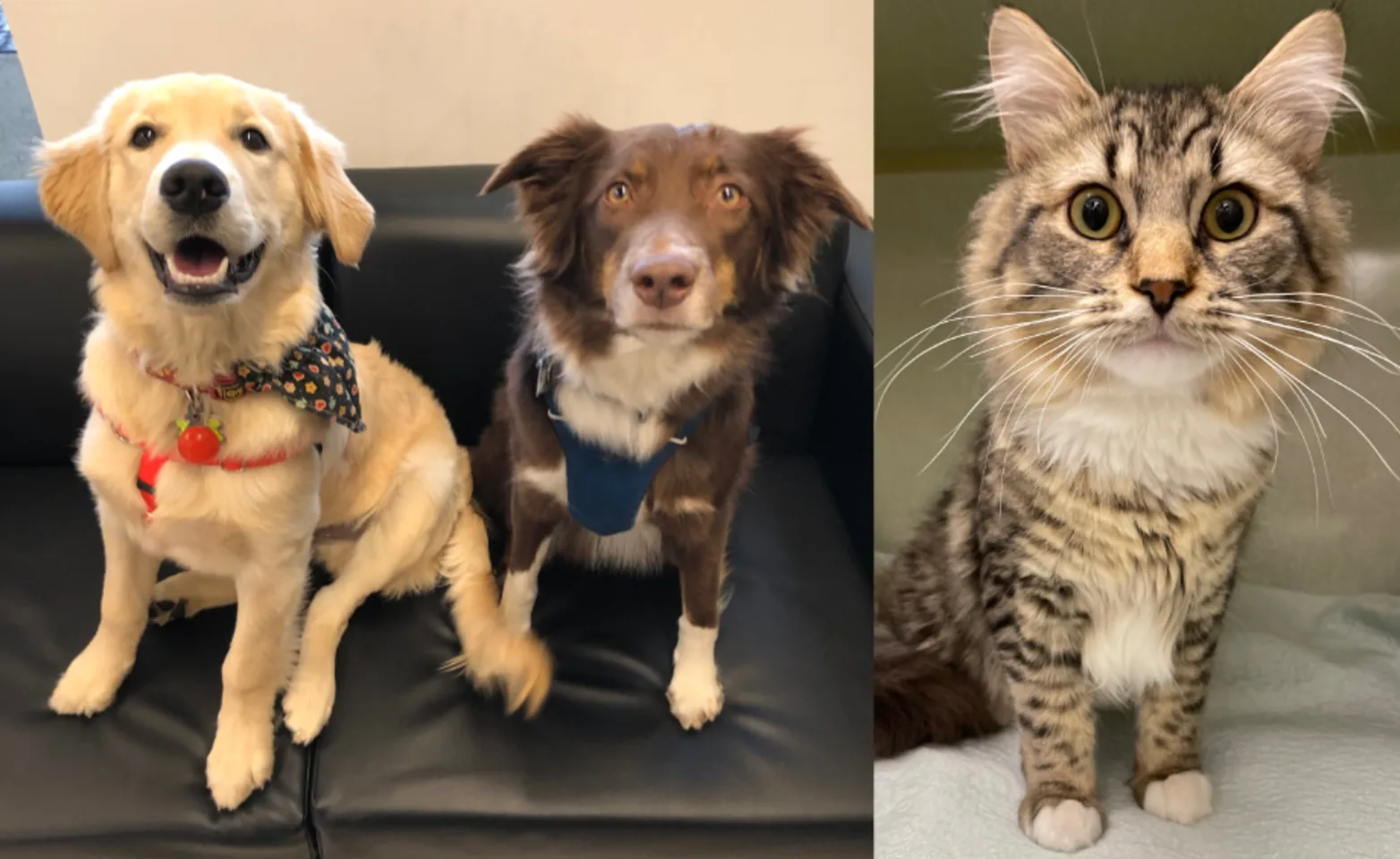 Two Dogs and a Cat at Westview Veterinary Services