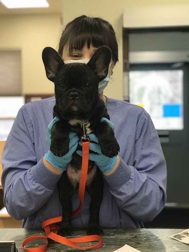 Staff member holding a black french bulldog with orange leash