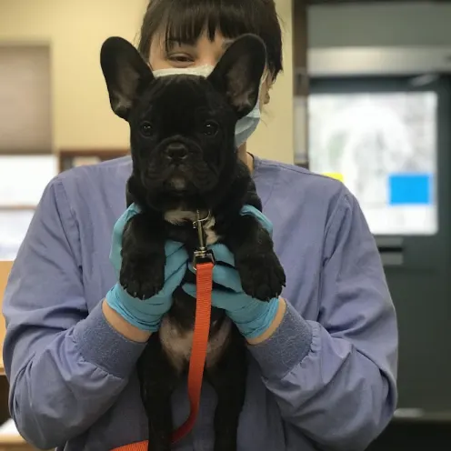Staff member holding a black french bulldog with orange leash