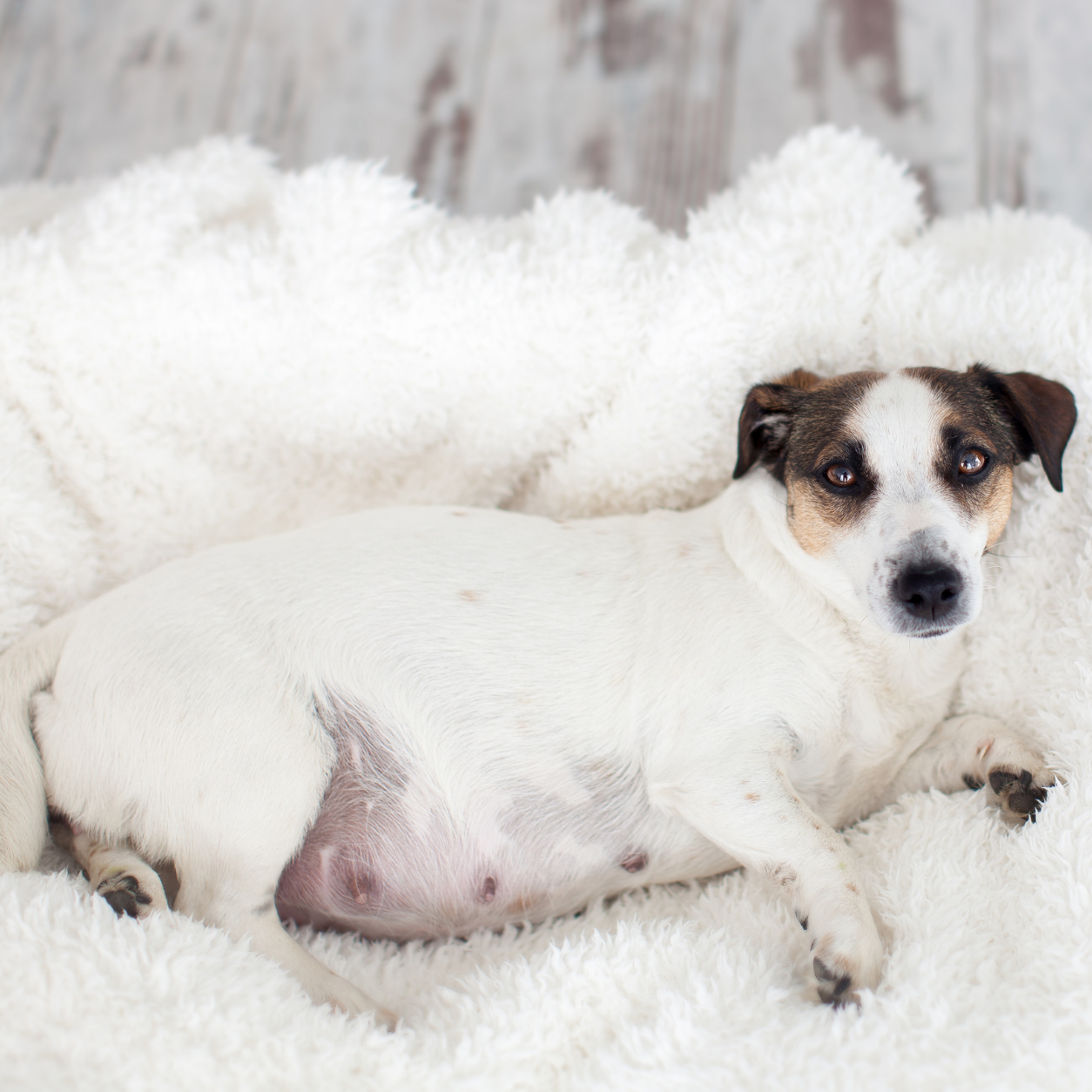 Pregnant dog lying on blanket