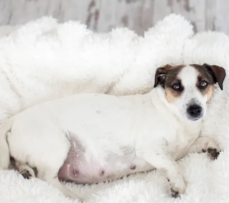 Pregnant dog lying on blanket Pregnant dog lying on blanket