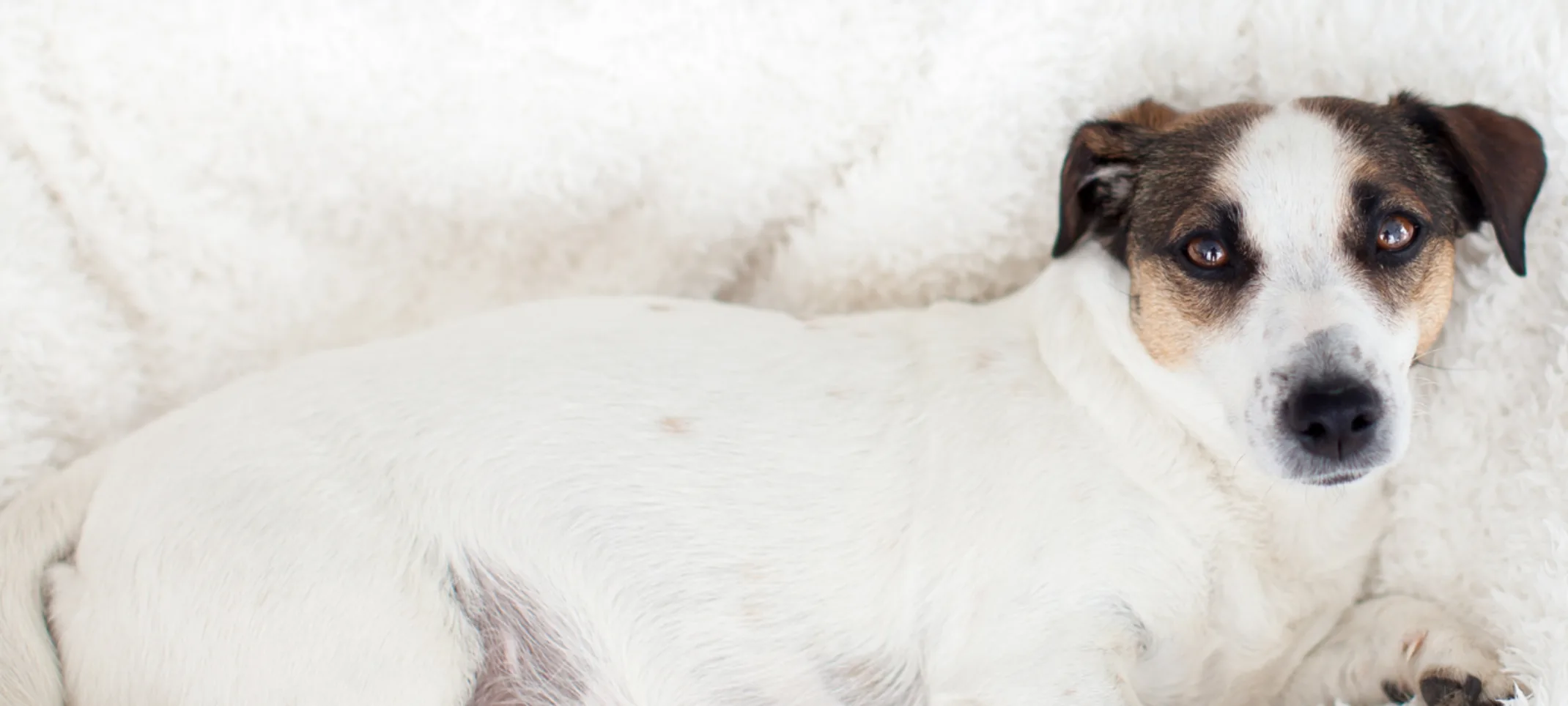 Pregnant dog lying on blanket Pregnant dog lying on blanket