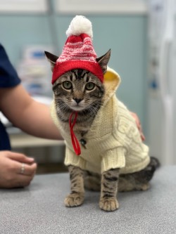 Cat with a hat and sweater