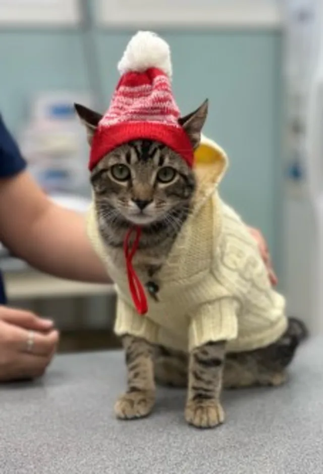 Cat with a hat and sweater Cat with a hat and sweater