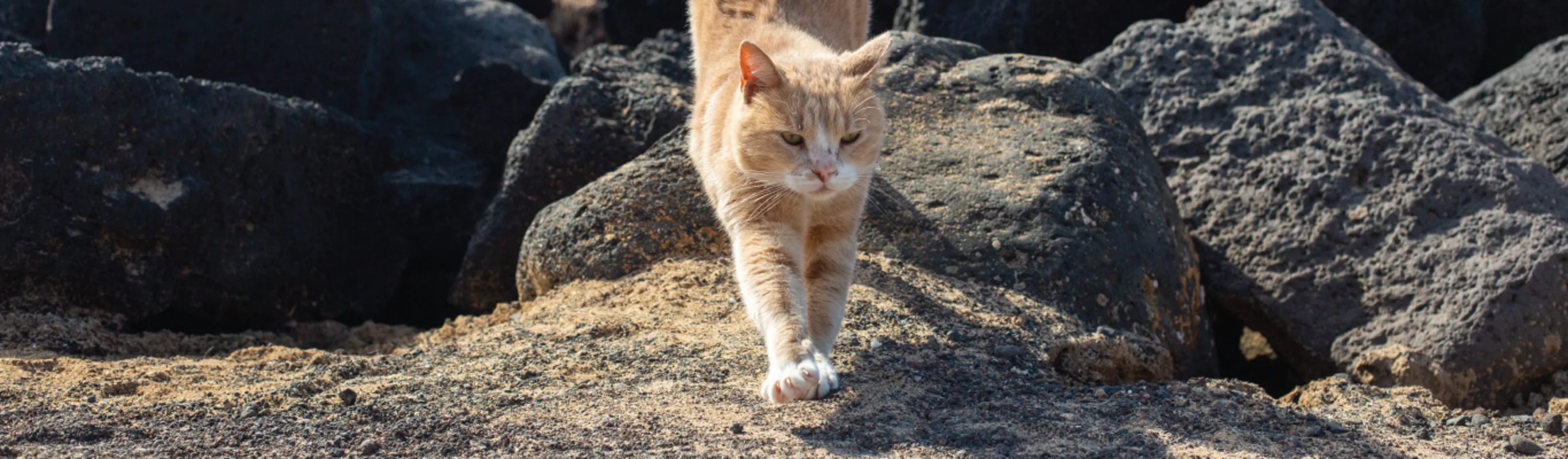 Orange Tabby Cat Walking Down a Pile of Rocks on a beach.