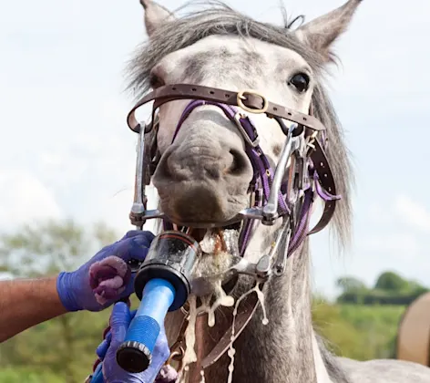 Equine Dentistry Equine Dentistry