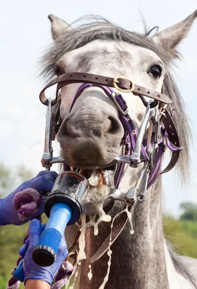Equine Dentistry Equine Dentistry