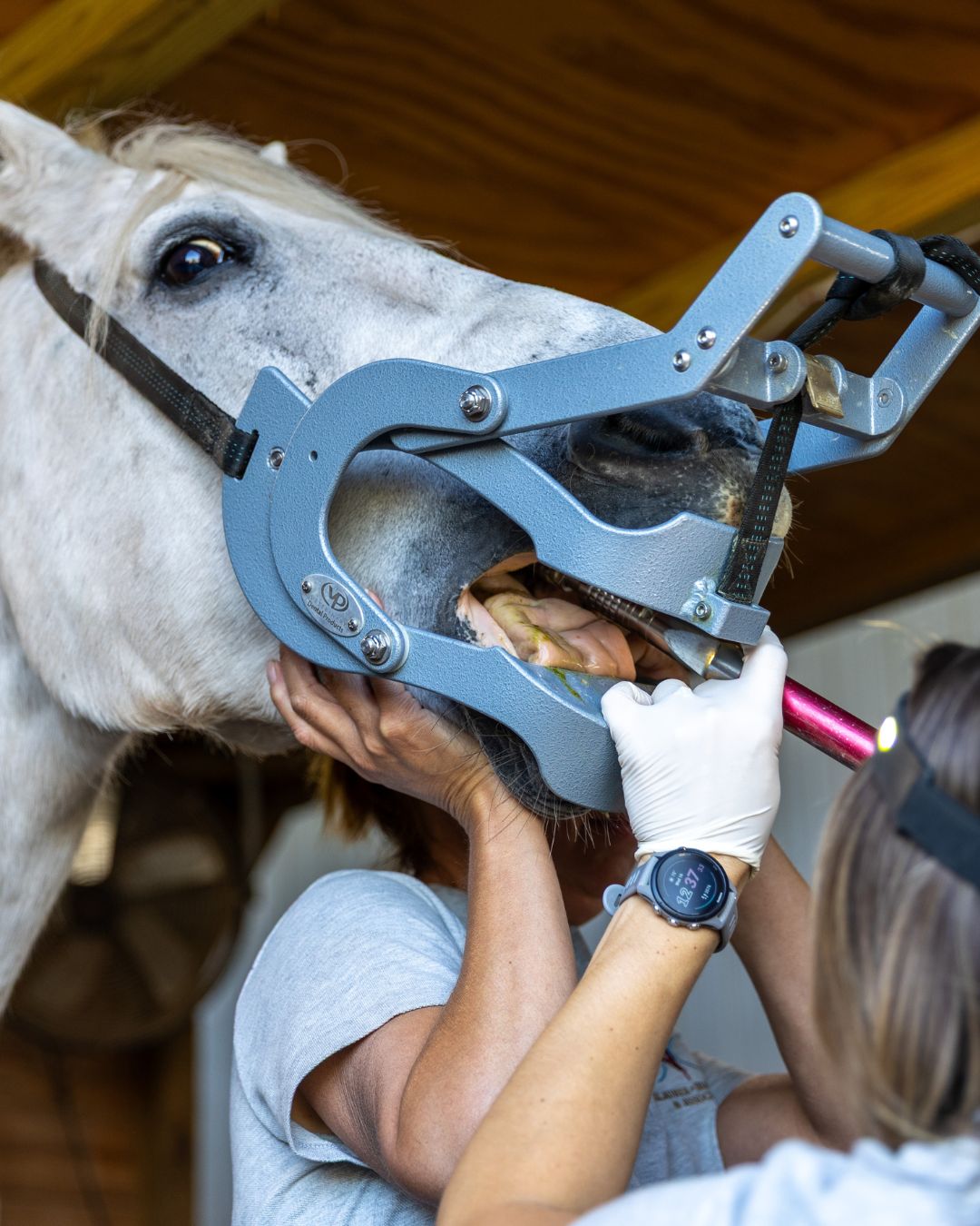 Equine Dentistry