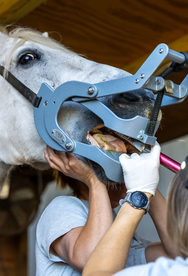 Equine Dentistry Equine Dentistry